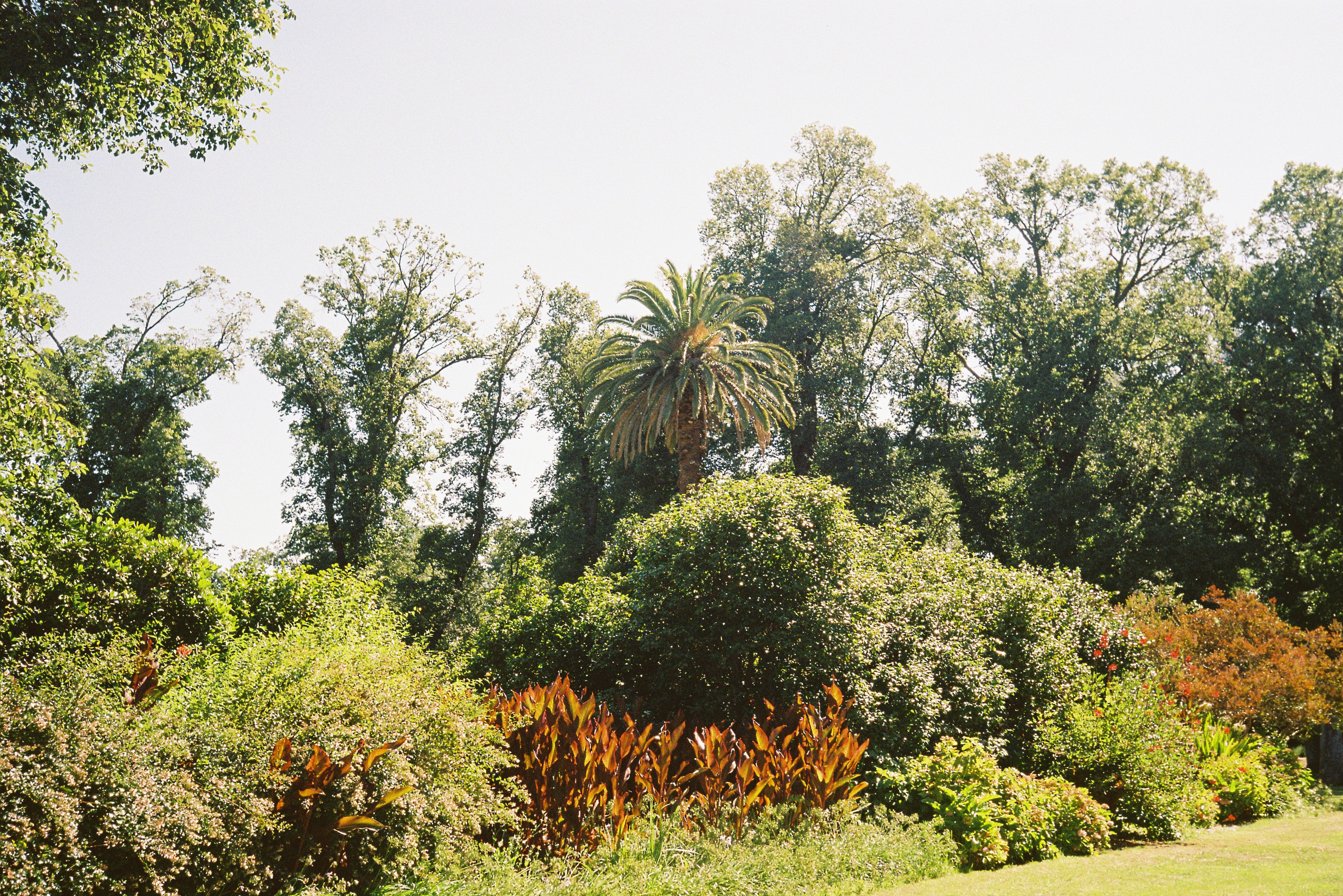 Grass, bushes and trees in a park