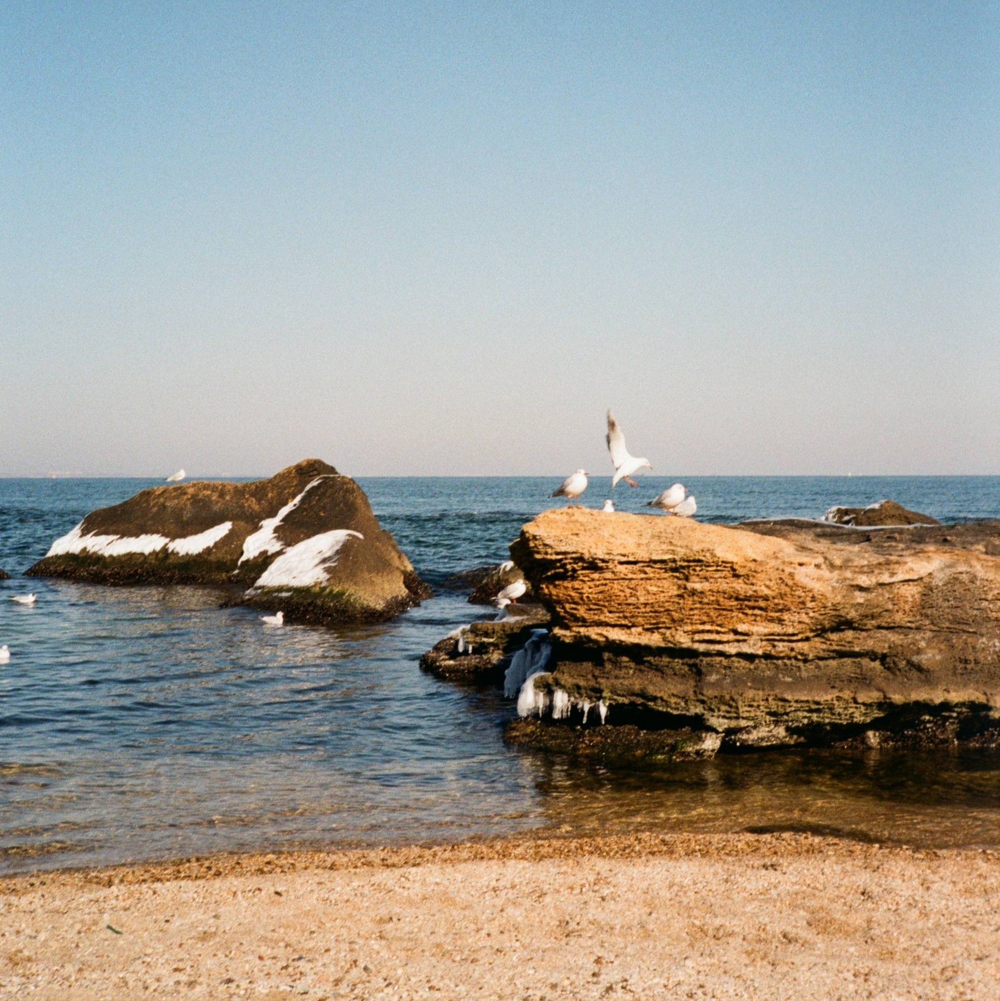 Seagulls on rocks by the ocean with a clear blue sky