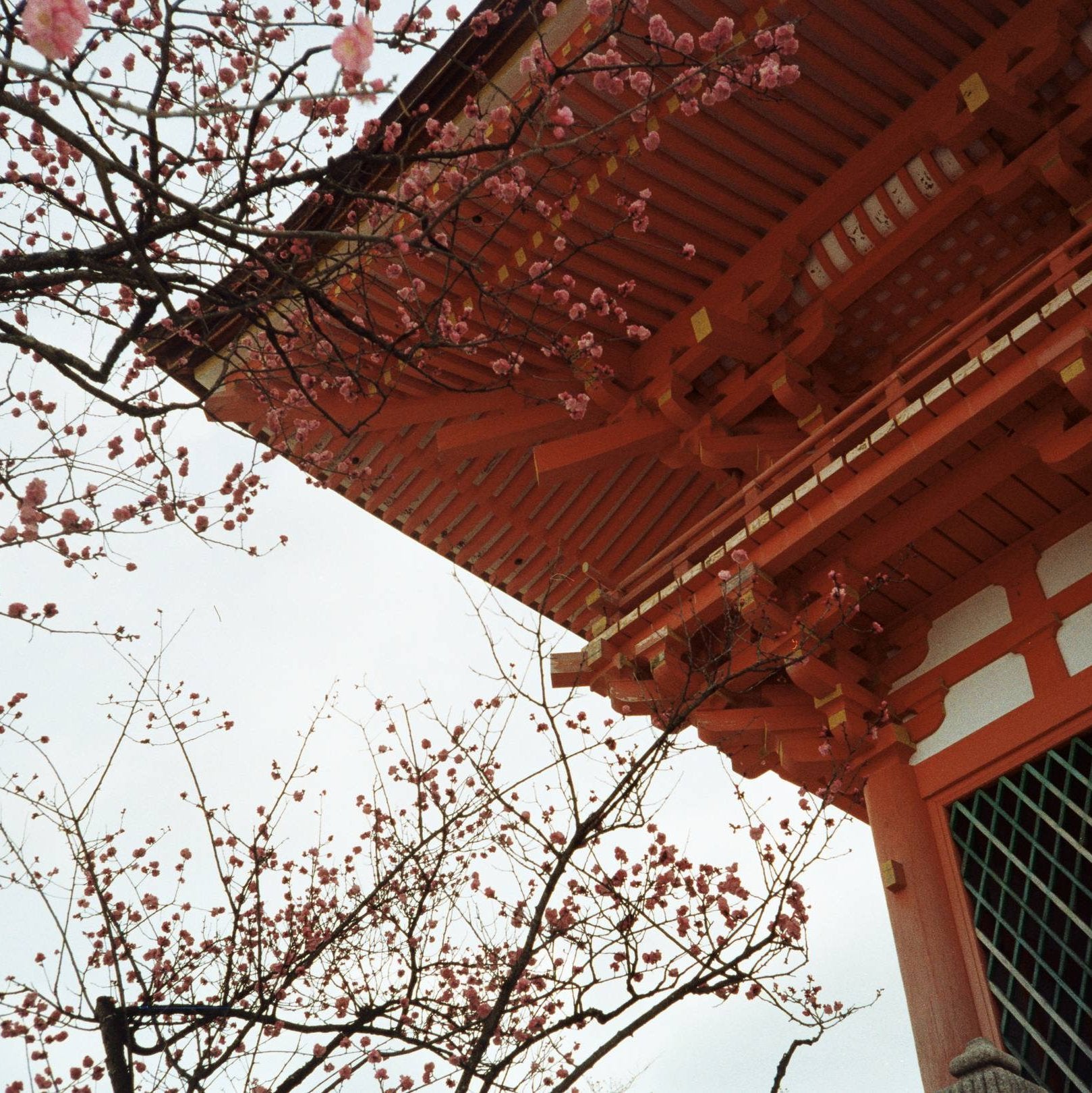 Sample photo taken with the Olympus MJU Zoom 115 35mm film camera.
